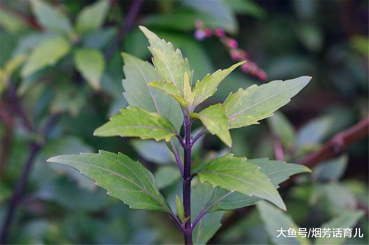 农民最好奇的一种草, 长得像树枝, 却被称“肾草”, 还能化尿结石